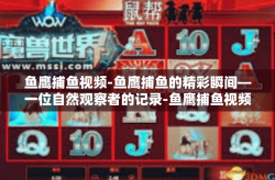鱼鹰捕鱼视频-鱼鹰捕鱼的精彩瞬间—一位自然观察者的记录-鱼鹰捕鱼视频